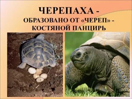 Зачем черепаха