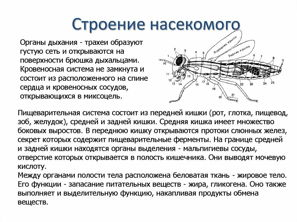 Какую функцию выполняет трахея у жука