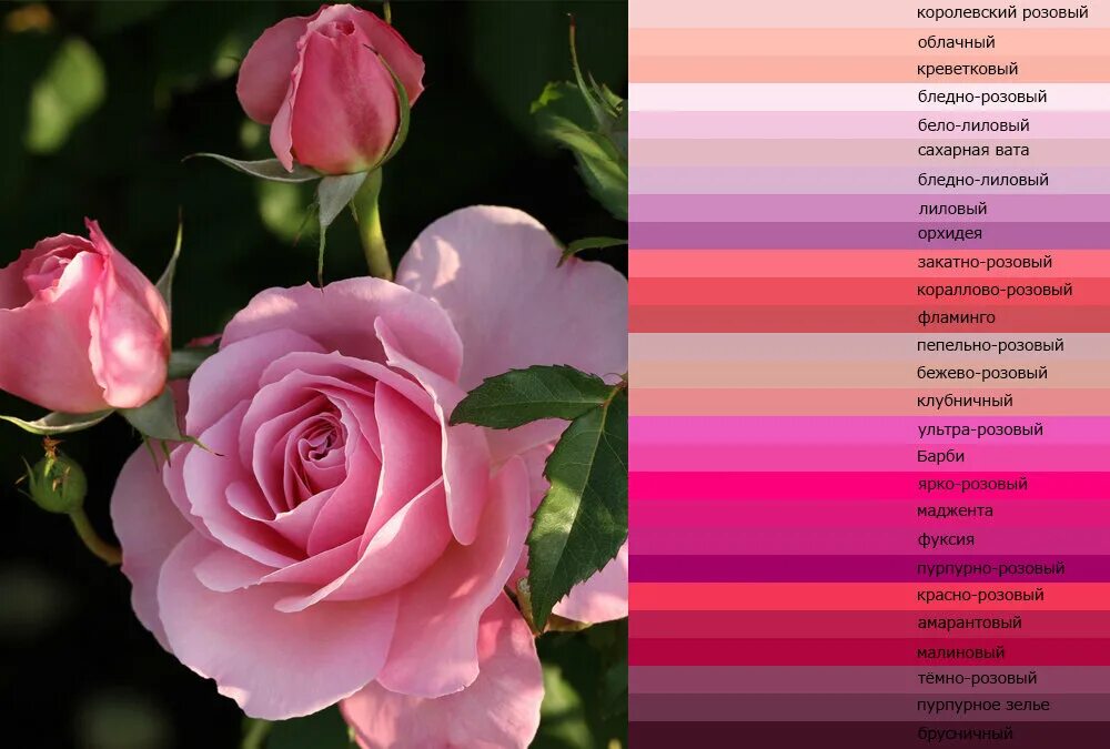 Что означает розовое красное. Оттенки розового. Названия розовых цветов и оттенков. Оттенки розового цвета с названиями. Оттенки розовых цветов и их названия.