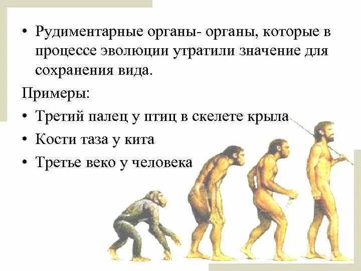 Утративших в процессе эволюции свое значение. Утративших в процессе эволюции свое значение