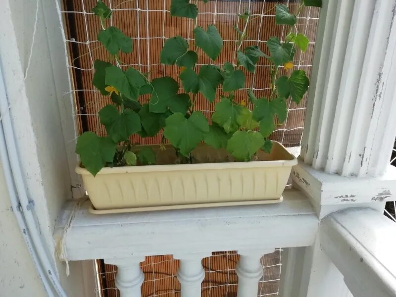 Балконный хрустик