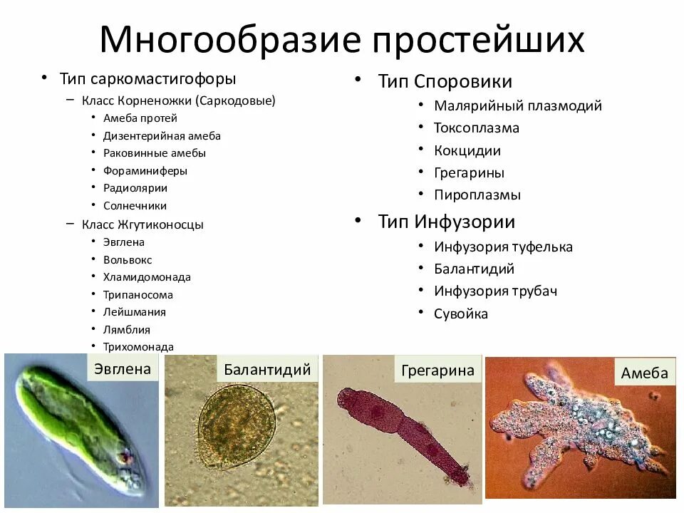 Таблица по биологии 7 класс тема: многообразие простейших. Типы простейших 7 класс. Таблица разнообразие простейших 7 класс биология. Подцарство одноклеточные 7 класс биология таблица. Общие простейших пример