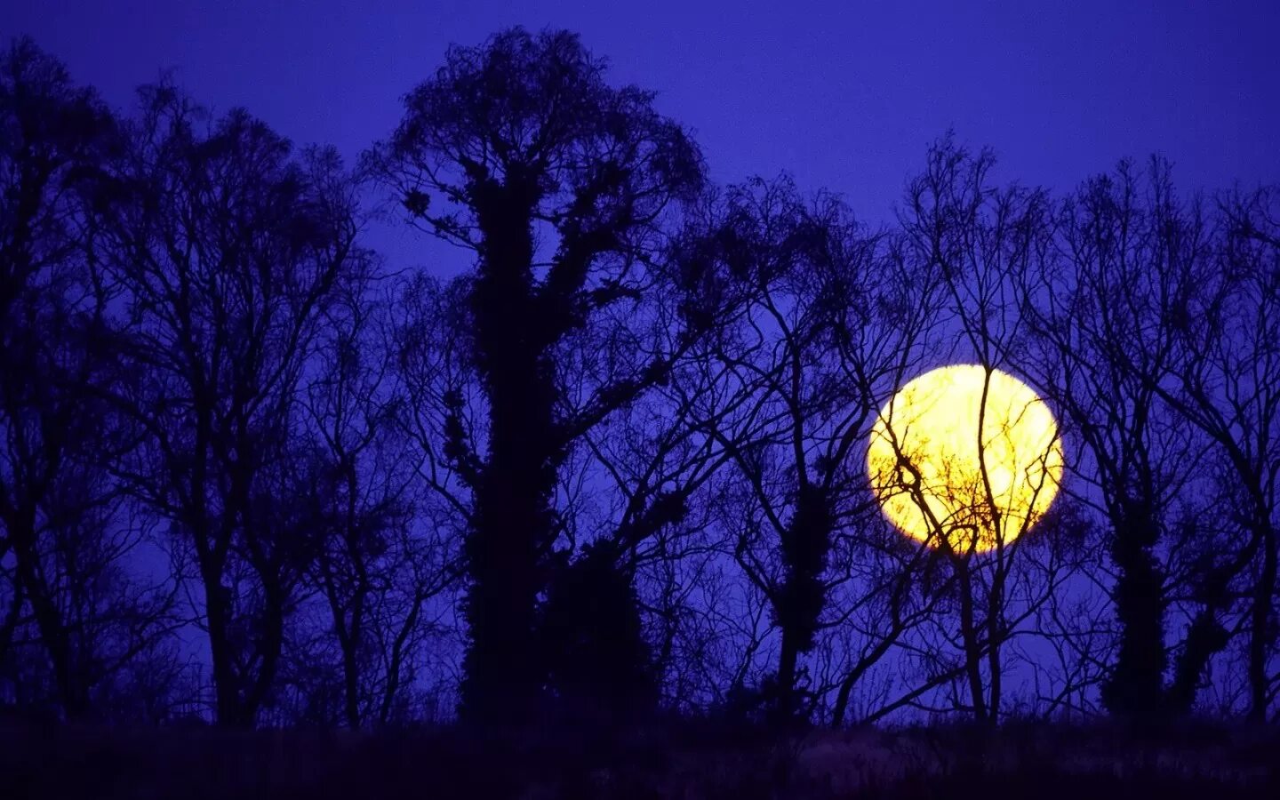 Почему ночь желтая. Желтая Луна. Ночь Луна дерево. Полнолуние. О желтая Луна в ночи.