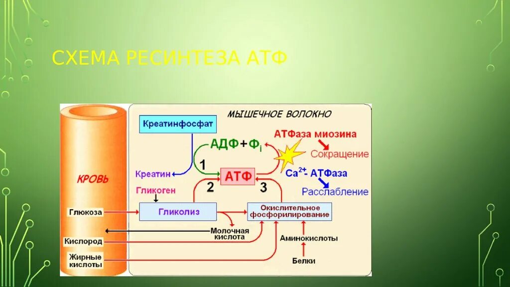 Продуктом является атф. Схема процессов ресинтеза АТФ. Синтез АТФ биохимия схема. Механизм образования АТФ уравнение реакции. Креатин АТФ креатинфосфат.