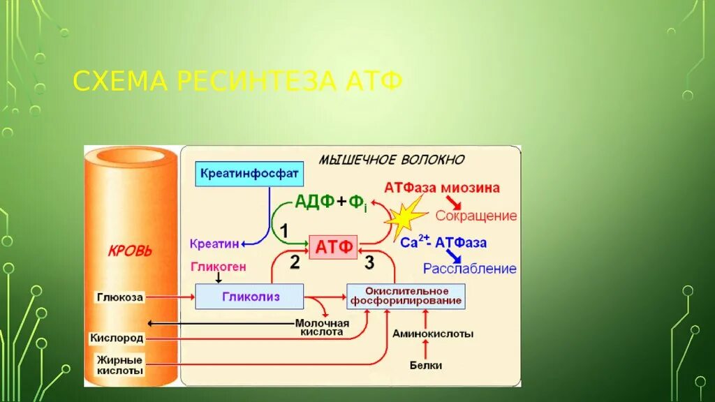 Последовательность этапов атф. Схема процессов ресинтеза АТФ. Синтез АТФ биохимия схема. Механизм образования АТФ уравнение реакции. Креатин АТФ креатинфосфат.