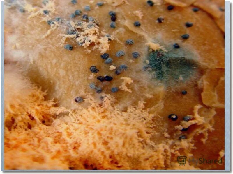 зеленая плесень в квартире. грибок на стенах в квартире. плесневые грибы. аллергены плесневых грибов. плесень форум.