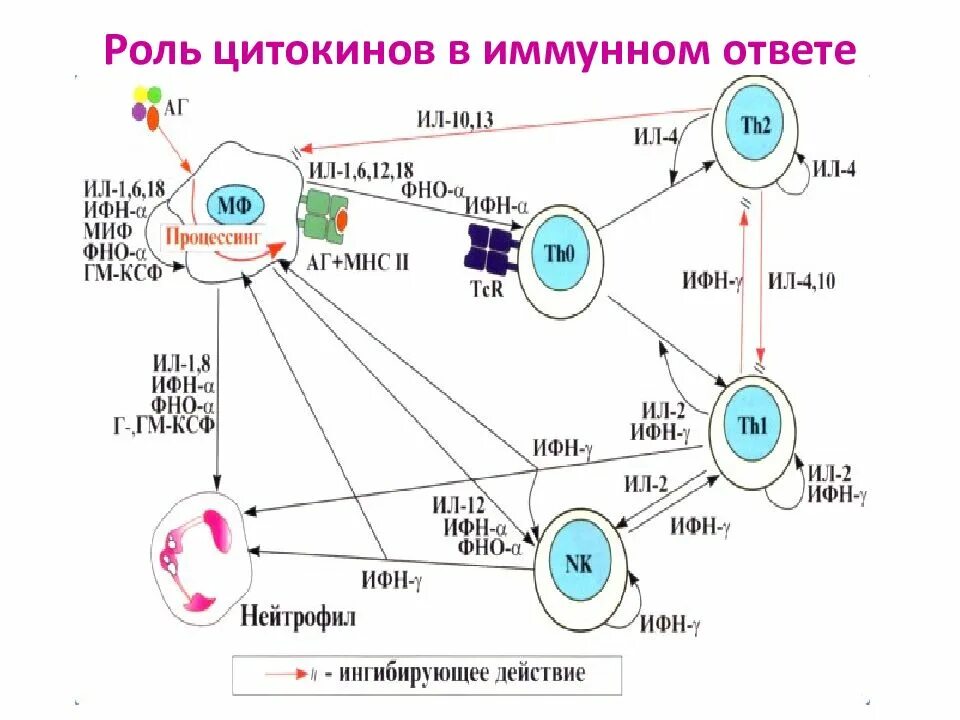 Цитокины и иммунный ответ. Схема th1 иммунного ответа. Схема участия цитокинов в иммунном ответе. Цитокины клеточного иммунного ответа. В иммунном ответе участвуют клетки