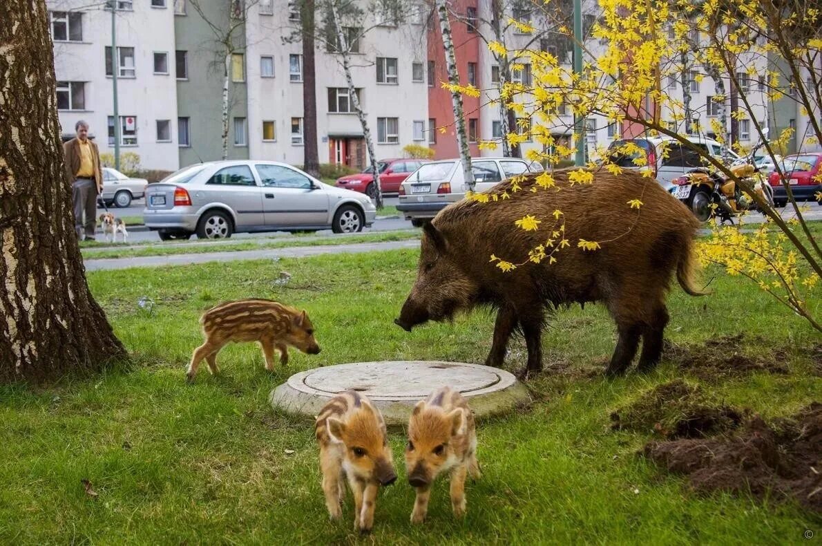 Кп животные в городе в харцызске. Животные в городе. Зверьков город. Животные в городе. Белка в парке.