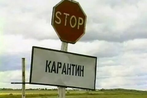 Карантин по бешенству в москве