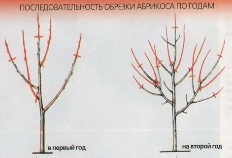 Обрезка абрикоса весной для начинающих в картинках