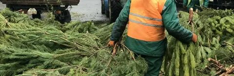 Какого числа убирают елку после нового года