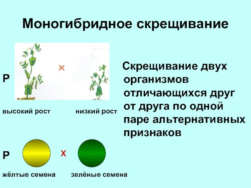 Доминантные признаки гороха