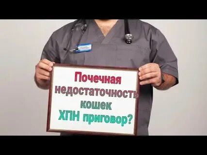 Отказ почек у кошек