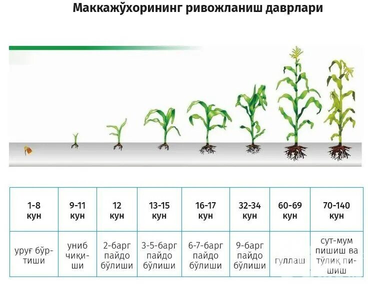 Короткая вегетация. Фазы вегетации. Стадии вегетации конопли. Фазы развития марихуаны. Фазы роста конопли.