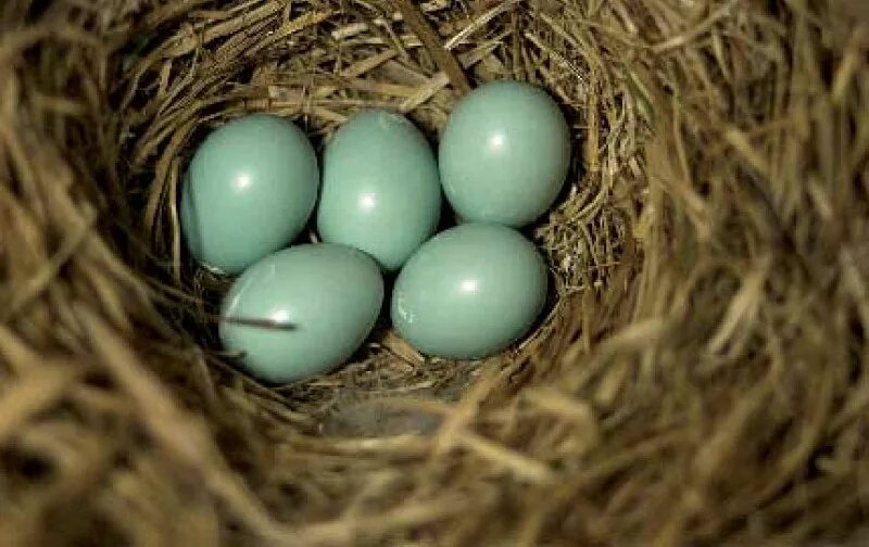 Яйца птиц. Голубые яйца. Красивые яйца птиц. Яйцо синее. Bird яйца