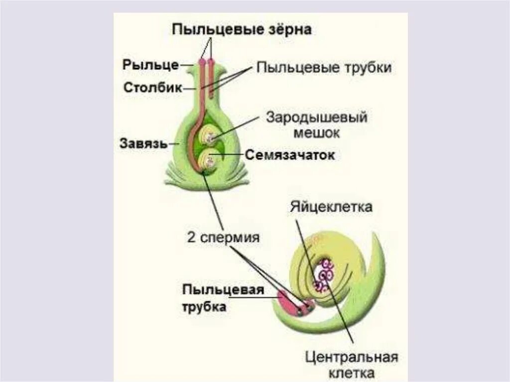 Рыльце пестика зародышевый мешок пыльцевая трубка. Схема двойного оплодотворения у покрытосеменных растений 6. Схема двойного оплодотворения у цветковых растений. Двойное оплодотворение 6 класс биология.