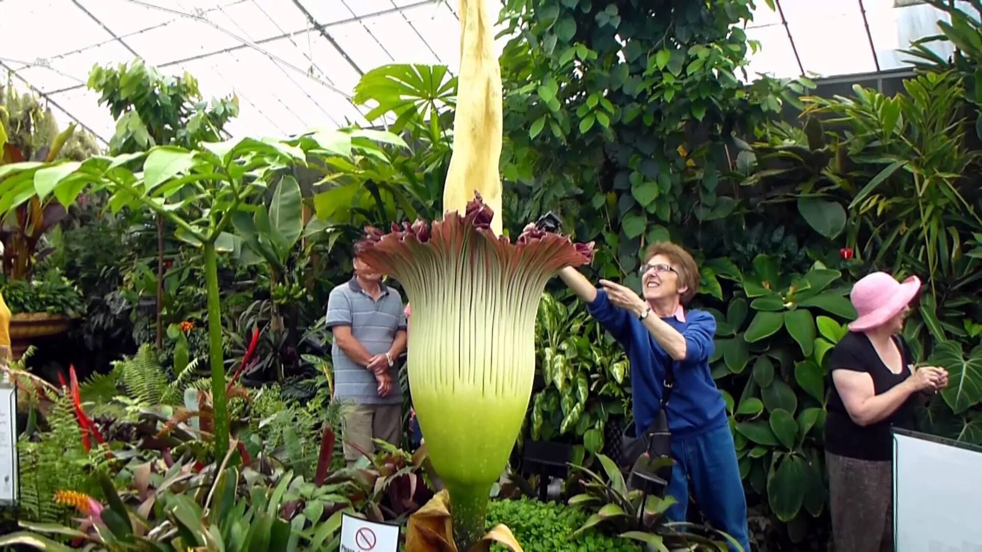 Огромное растение