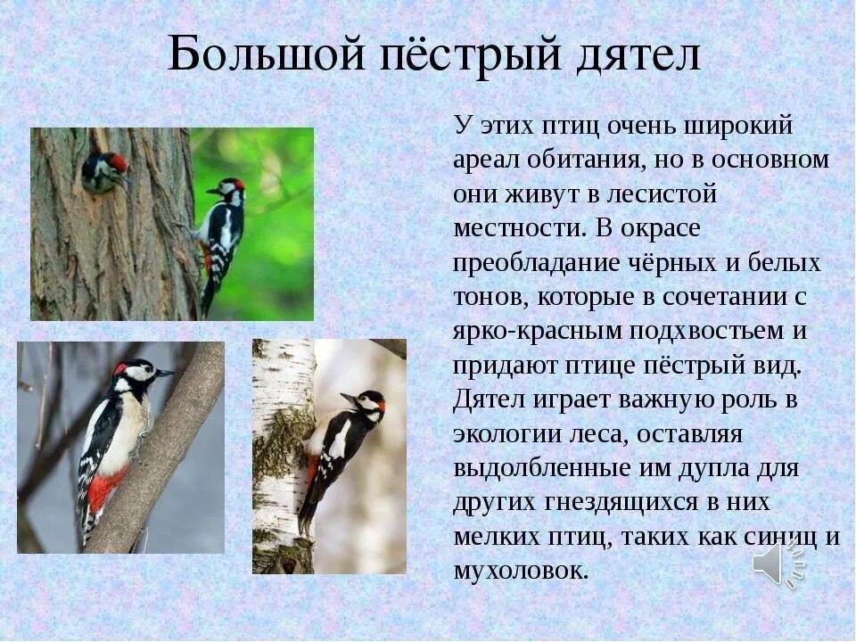 Черты приспособленности к среде обитания дятла пестрого. Большой пестрый дятел среда обитания. среда обитания пестрого дятла. большой пёстрый дятел описание. дятел описание.