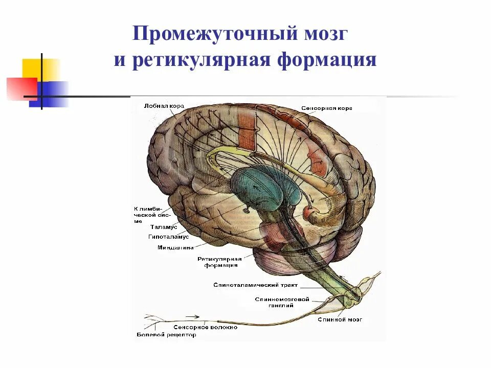 Ретикулярная формация головного мозга. Патофизиология ретикулярная формация. Гипоталамус и ретикулярная формация. Мозг человека ретикулярная формация.