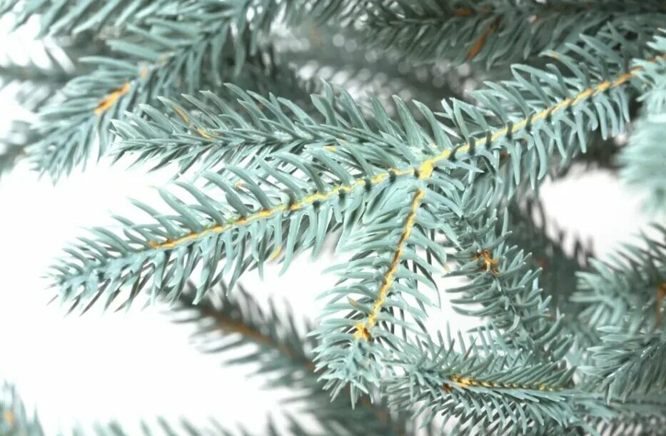 царь елка абсолют премиум. царь елка голубая. царь елка голубая. ель франклин. царь елка литая 150 premium.