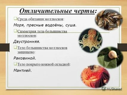 Как защищаются моллюски