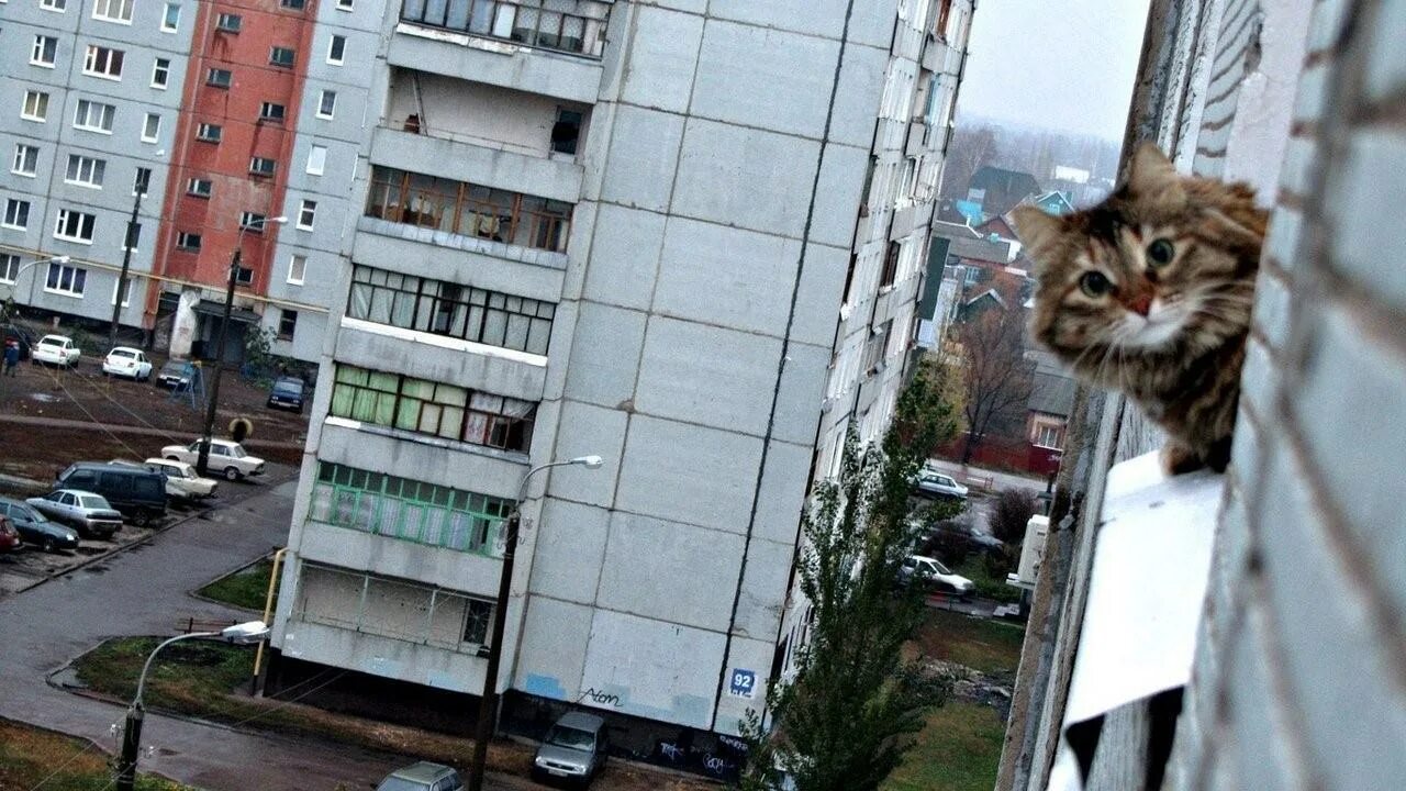 О привет я тебя знаю. Кот привет. Кот на окне. Привет смешной кот. Всем привет прикол.