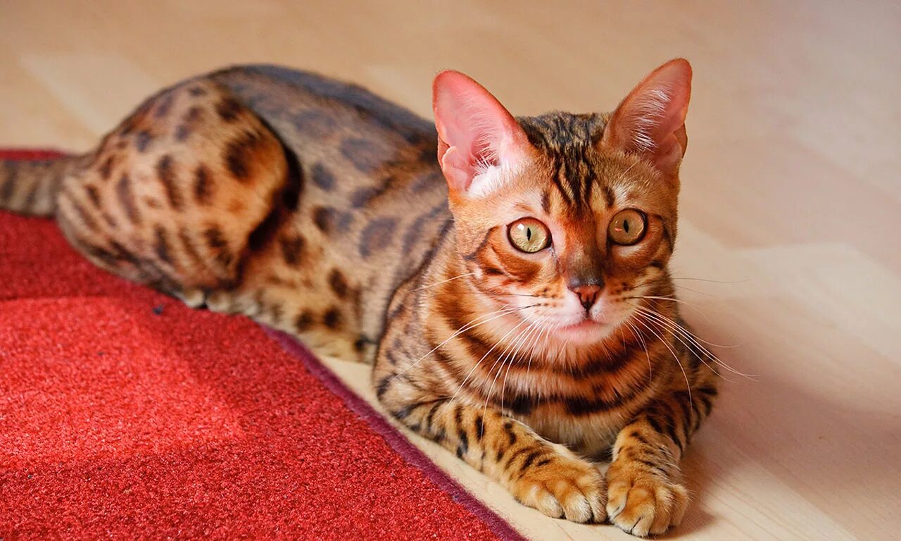 Бенгальская кошка. Бенгал котенок. Кот бенгал породистый. Котята бенгальской породы. Хорошая кошка бенгальская