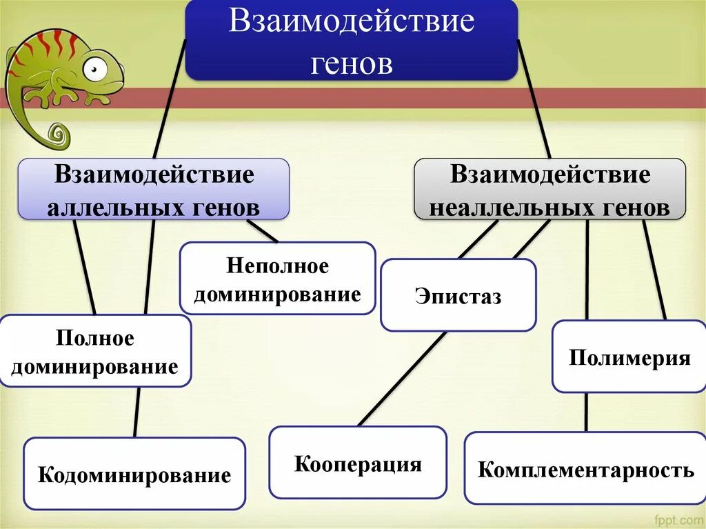 Взаимодействие аллельных генов схема. Схема типы взаимодействия аллельных генов. Схема взаимодействия аллельных и неаллельных генов. Множественное действие и взаимодействие генов.