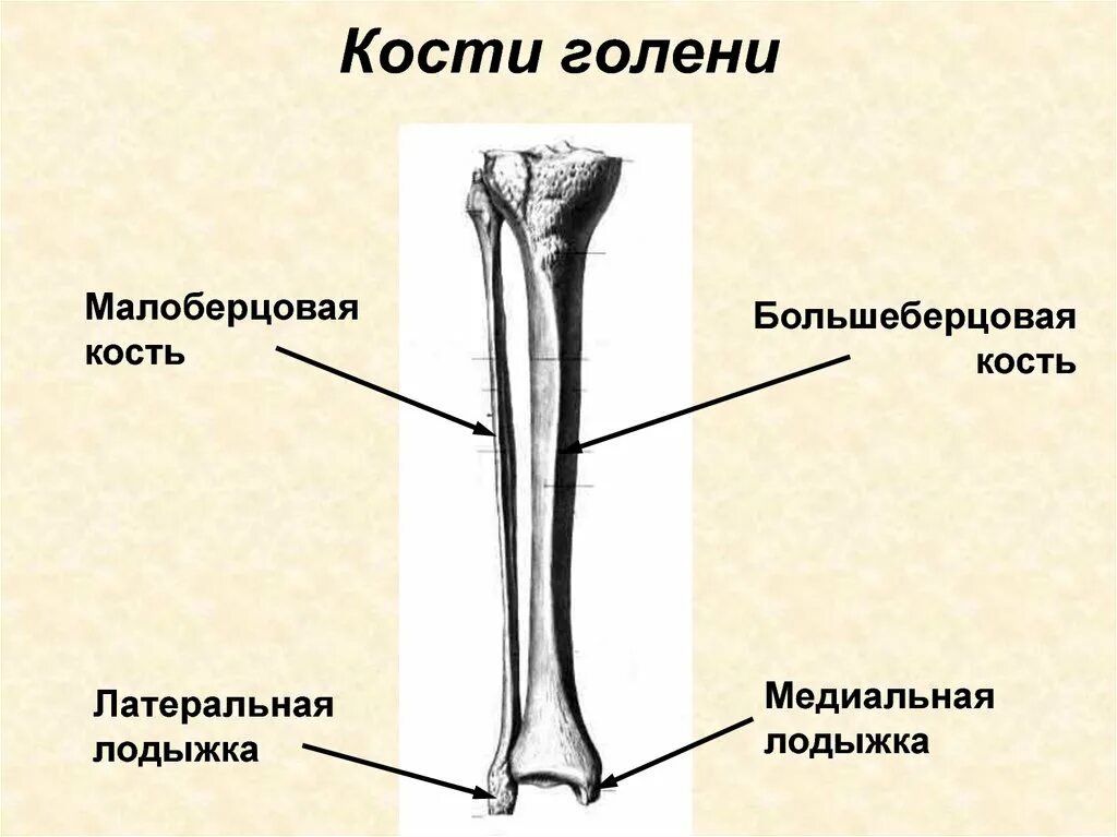 Кости голени малоберцовая кость. Медиалтный лодыжка большеберцовой кости. Кости голени строение. Кость голени анатомия строение.