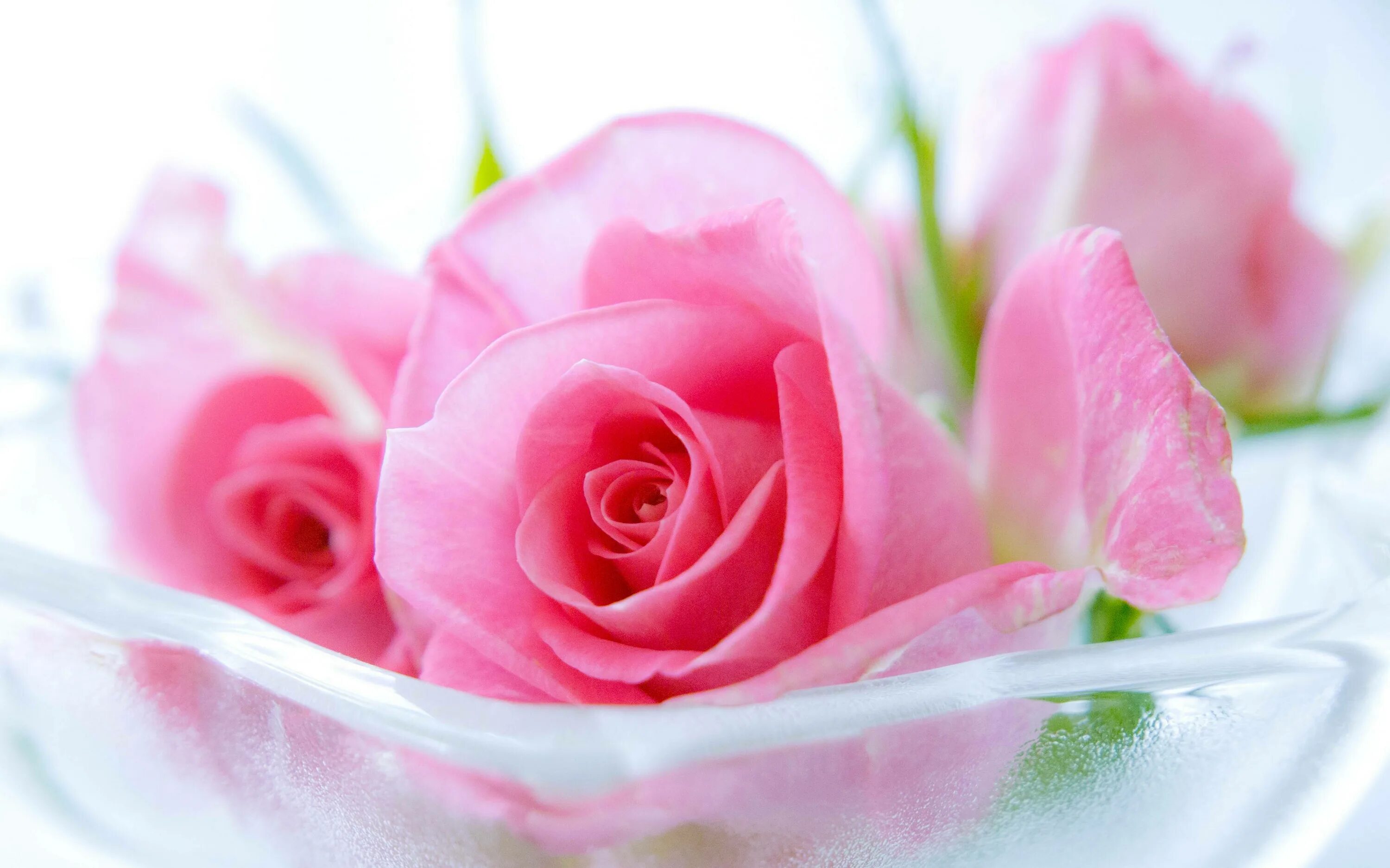 Нежные розы. Розовые цветы. Нежный цветок.