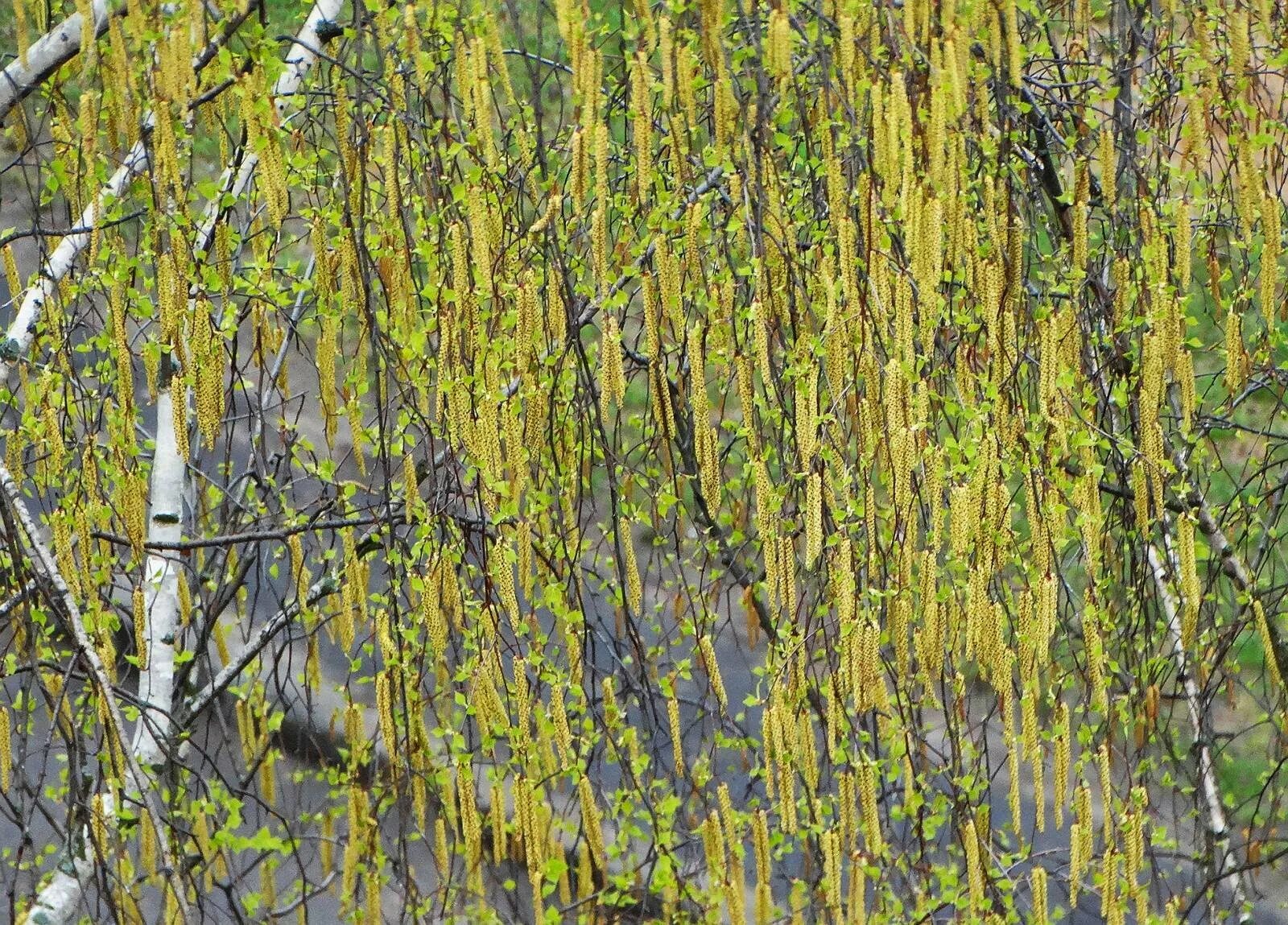 Береза максимовича betula maximowicziana. Летний камуфляжный костюм huntsman стрелок. Цвет березка. Береза мраморная лдсп цвет. Лдсп береза.