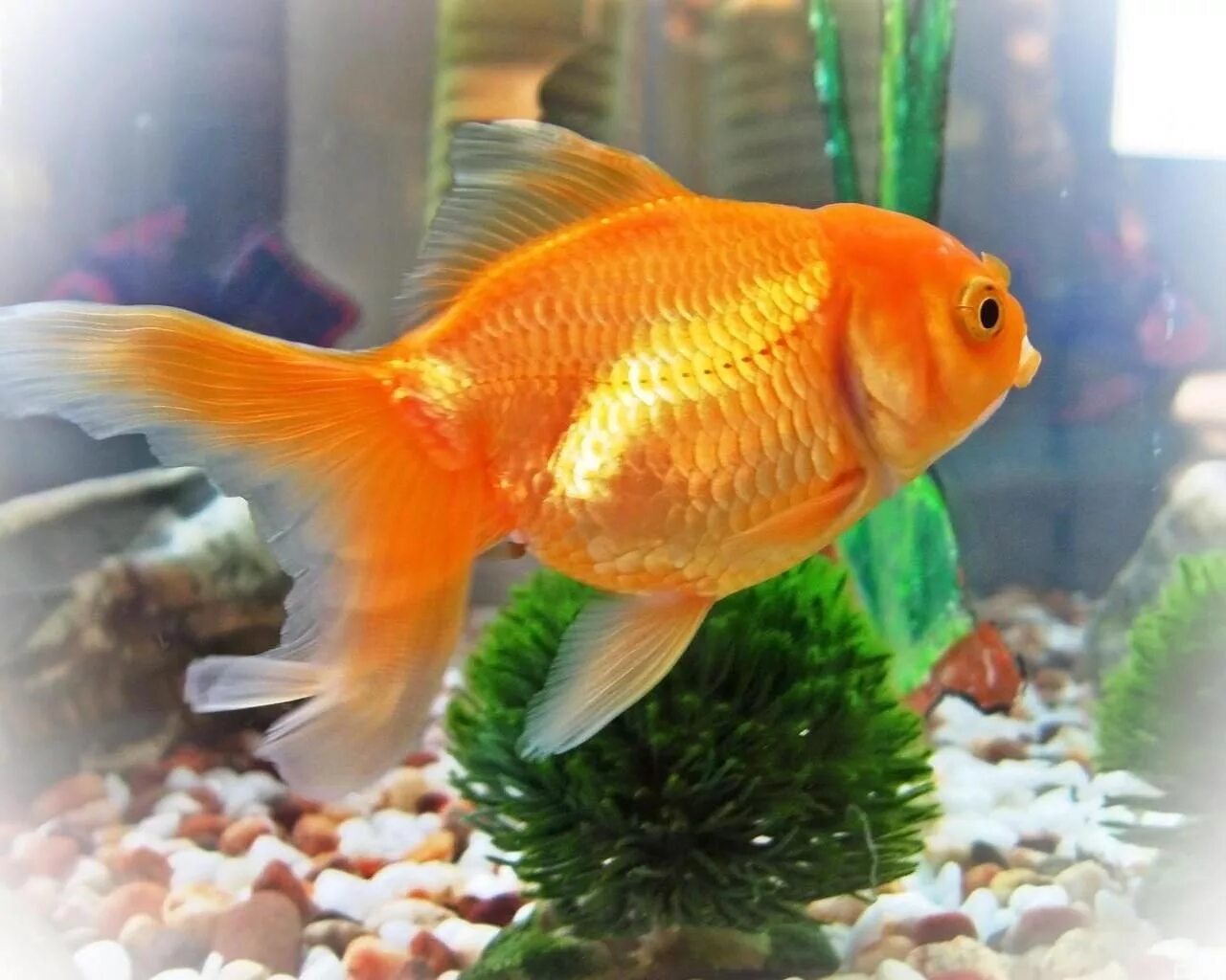 Pets fish. Золотушка рыбка аквариумная. Золотой рибка аквариум. Большая Золотая рыбка аквариумная. Золотая рыбка вуалий хвост.