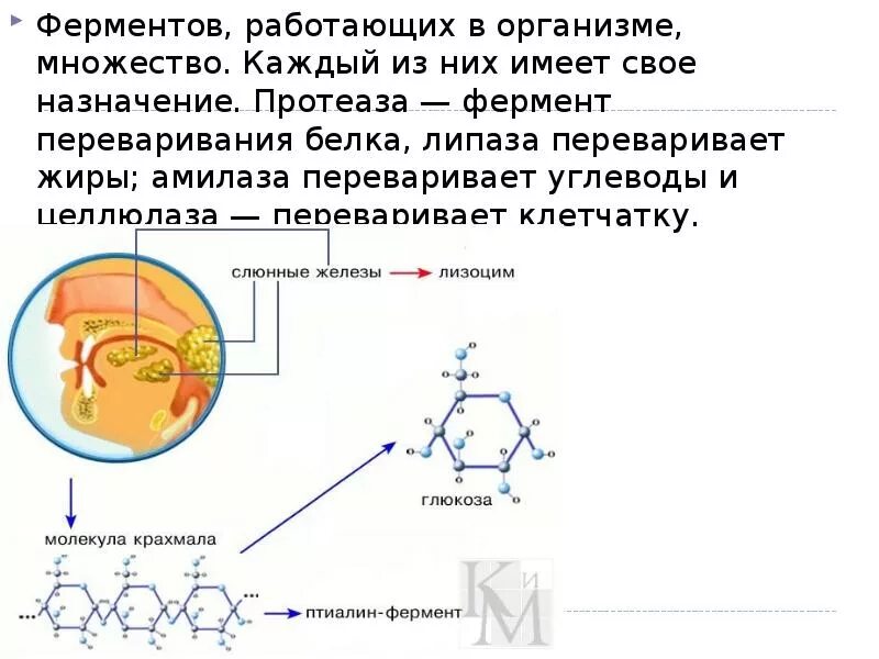 Общие ферменты функции. Ферменты и их роль в организме человека сообщение. Презентация на тему ферменты биология.