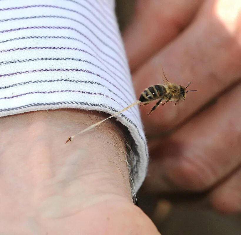 Умирают ли пчелы. Шмель пчела Оса Шершень укусы. Пчела Овод Шершень Оса.