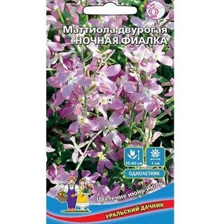 Ночная фиалка семена