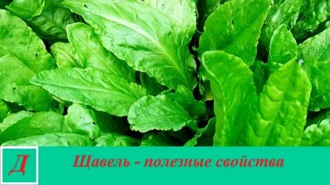 Что такое щавель персик в тик токе