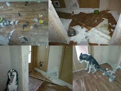 Собака не остается дома одна что делать