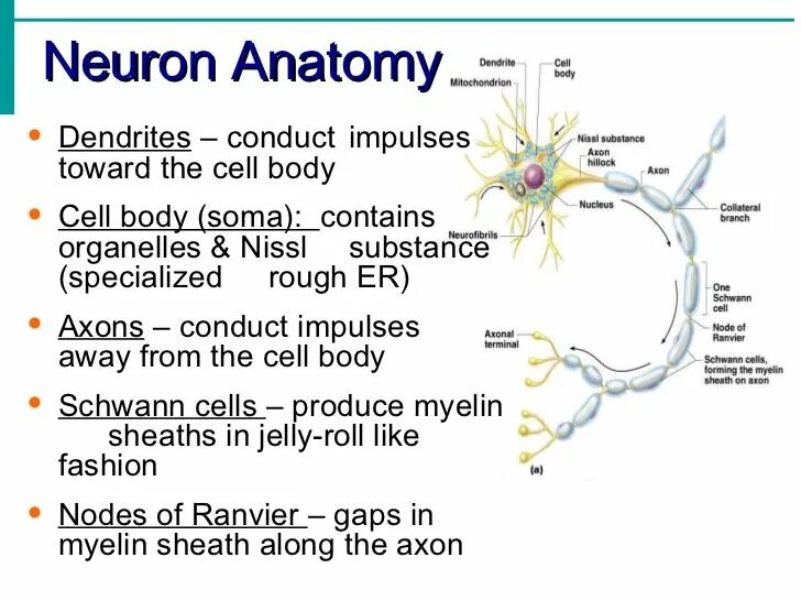 Neural system. Neural system