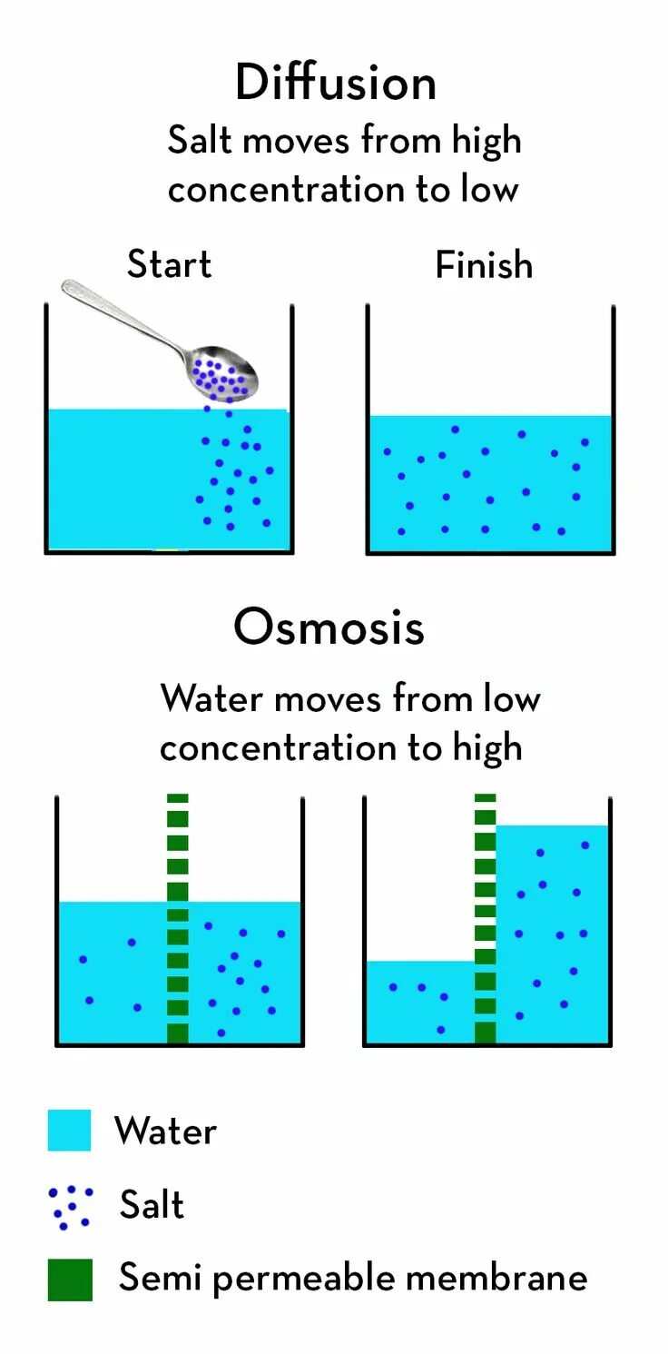 Diffusion process. Osmosis. стабле диффузион. stumble diffusion.