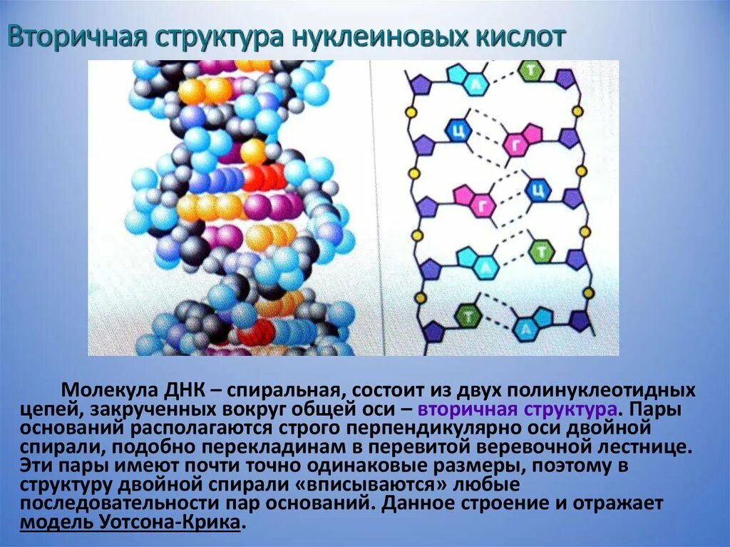 Вторичная структура нуклеиновых кислот. Вторичная структура нуклеиновых. Нуклеиновые кислоты структура молекулы. Строение нуклеиновых кислот.