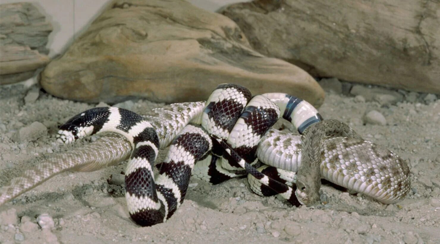Королевские калифорнийские змеи. Калифорнийская Королевская змея черная. Калифорнийская гремучая змея. Королевский гремучник. Змеиная битва