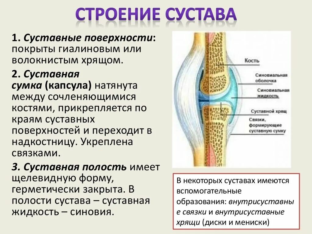 Служит для амортизации при движении сустава