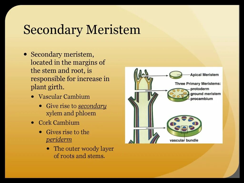 Secondary use. Meristematic tissue. secondary plant tissues. cork tissues plant. packet of tissues.