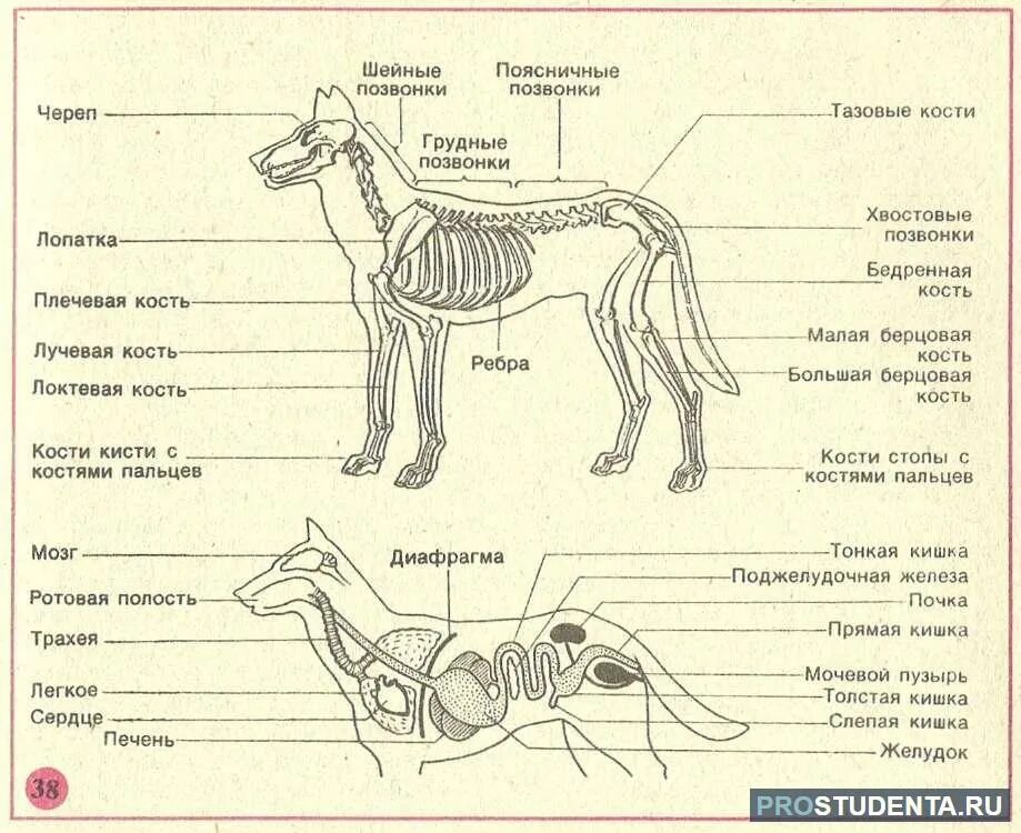 Особенности строения позвоночника собаки. Внутреннее строение млекопитающих 7 класс. Внешнему, скелет, внутреннее строение млекопитающих. Биология внутреннее строение млекопитающих. Внутреннее строение млекопитающих схема.