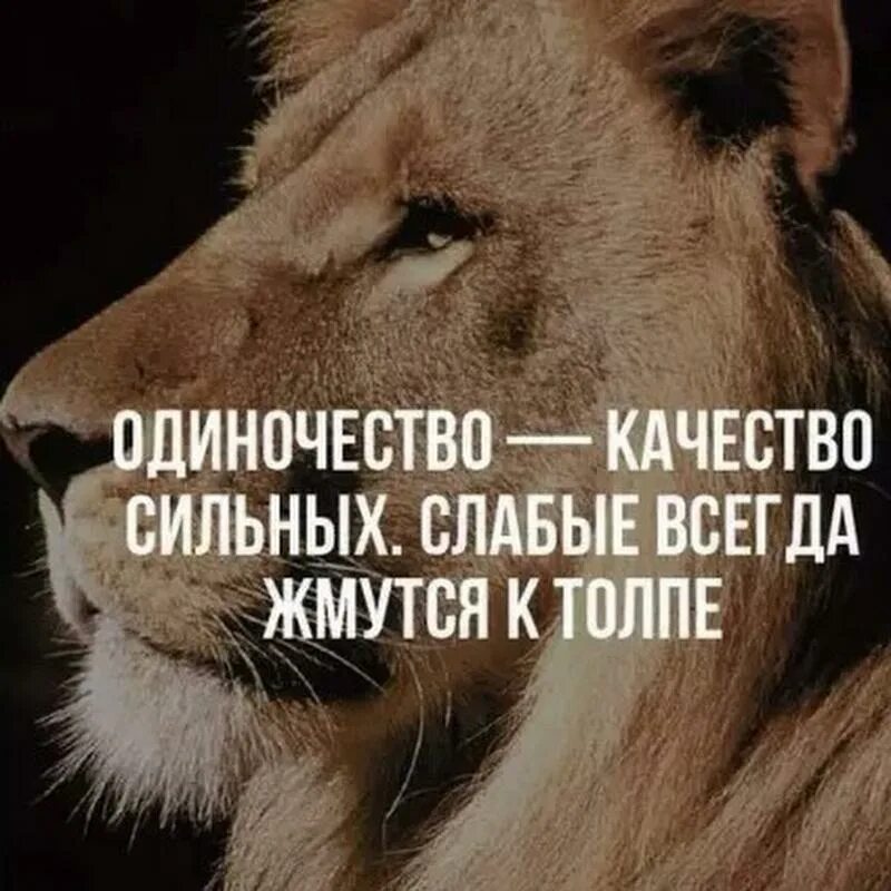 Ты сильная или слабая. Волки с надписями. Сильные цитаты. Ты сильная или слабая. Цитаты про сильных людей.