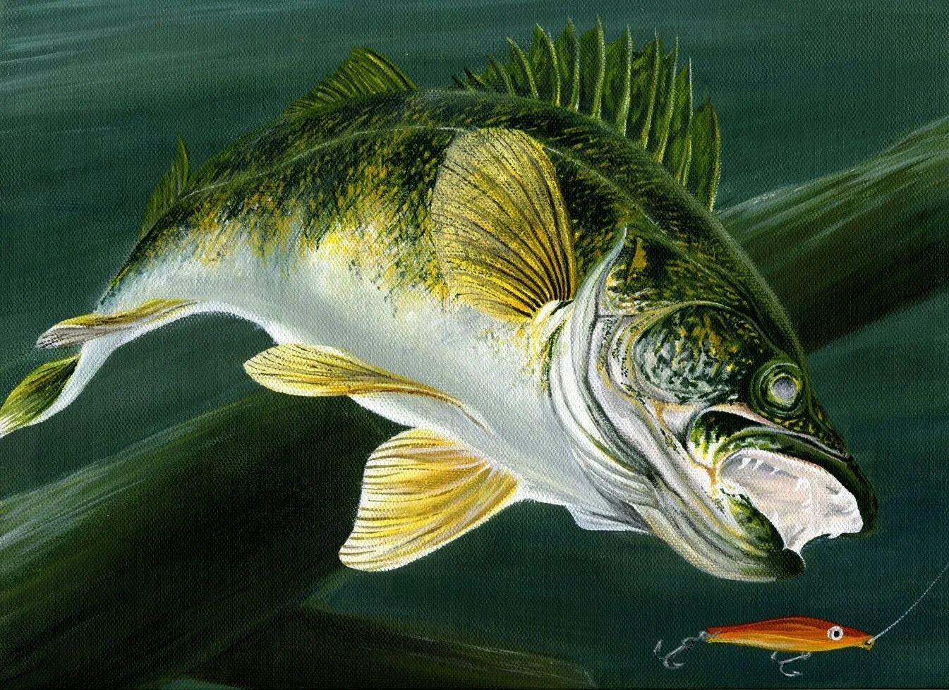 Судак карп. Окунь серанус. Щука и карась. Сазан и карп. Свежая рыба.