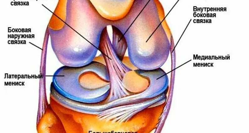 Строение мениска коленного сустава анатомия. Мениски коленного сустава анатомия. Анатомия менисков коленного сустава. Медиальный мениск коленного сустава анатомия.