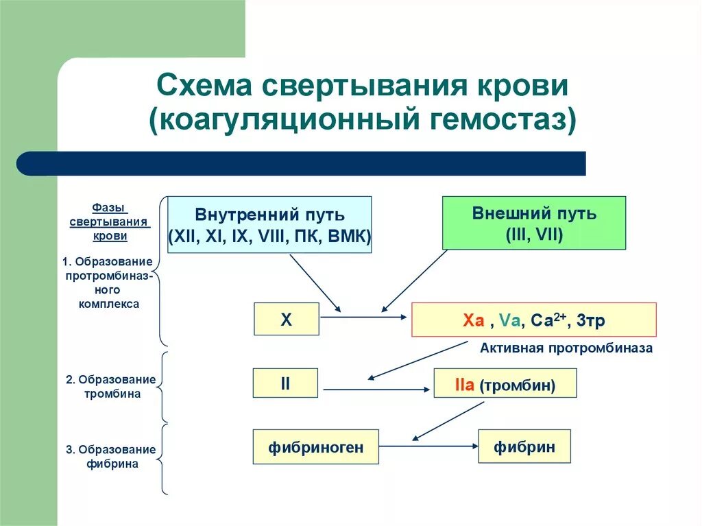 Коагуляционный гемостаз схема. Этапы коагуляционного гемостаза схема. Каскадная схема свертывания крови. Схема свертывания крови коагуляционного гемостаза.