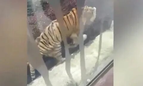 Амурский тигр тайфун прогноз
