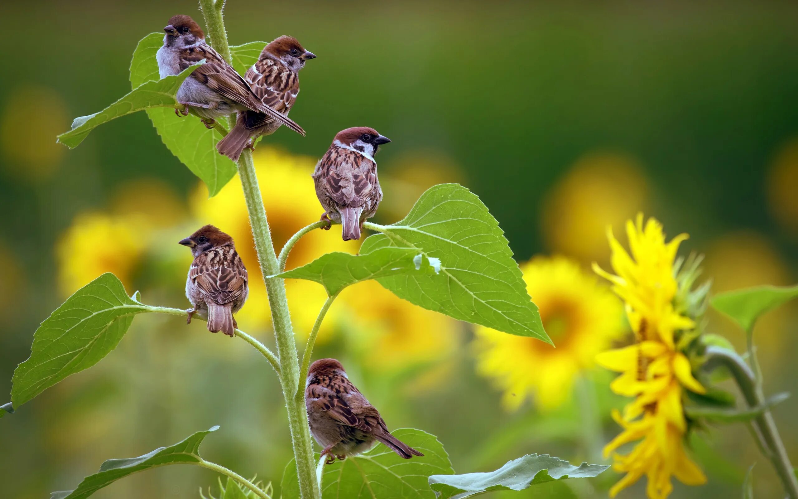 Соловей варакушка пение. Зарянка цветок. Птицы летом фото. Пичуга птица. Птицы летом.